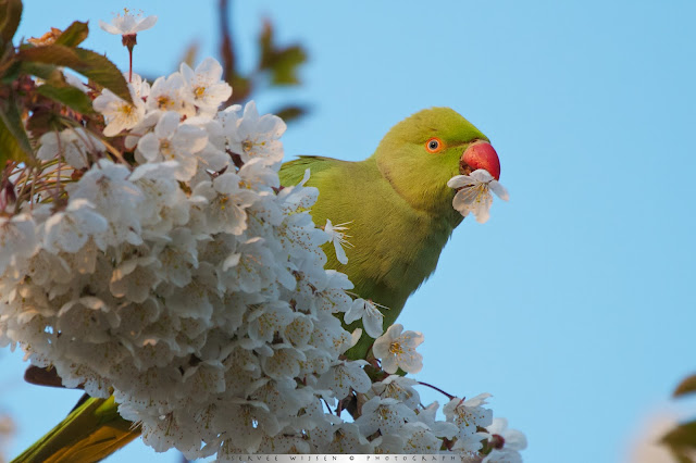 Halsbandparkiet - Ring-necked Parakeet - Psittacula krameri