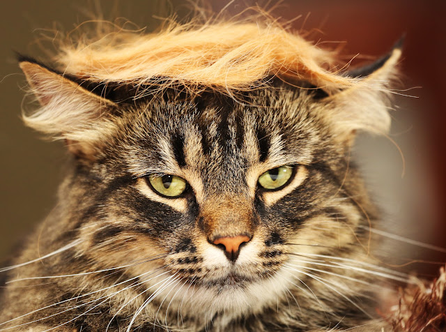 #TrumpYourCat by jillccarlson from flickr (CC-BY)