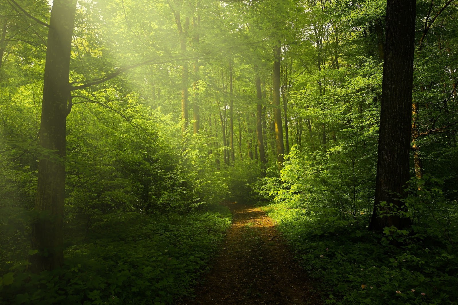 Gambar Pemandangan Alam Hutan Rimba Terindah Gambar Indah