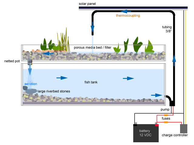 aquaponics aquarium in the aquaponic system the fish tank water