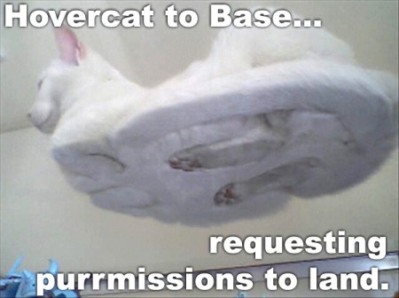 funny cat picture - funny cat pictures-lolcats funny hilarious lolcat 