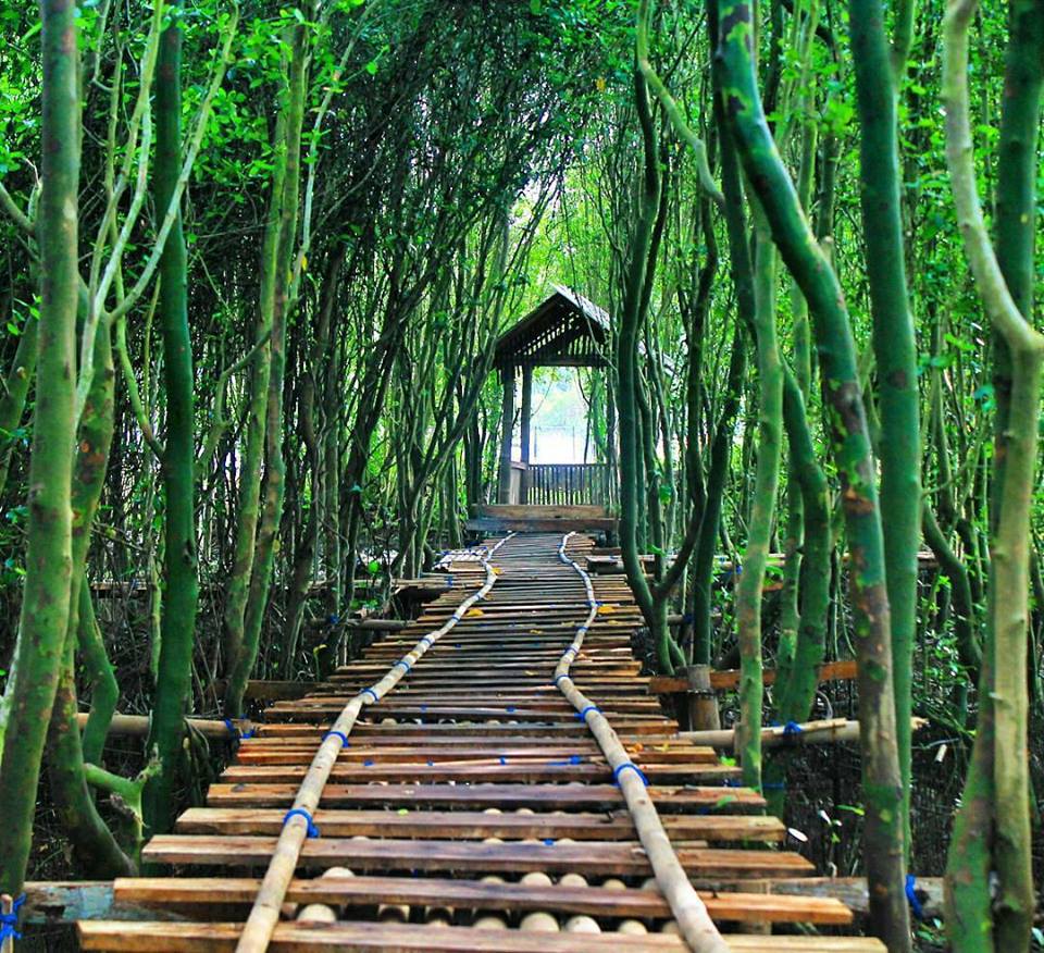 Hutan Mangrove Pantai Congot, Lokasi Hutan Mangrove Kulon ...