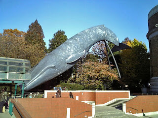 model of blue whale