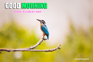 Beautiful kingfisher Bird greetings good morning messages