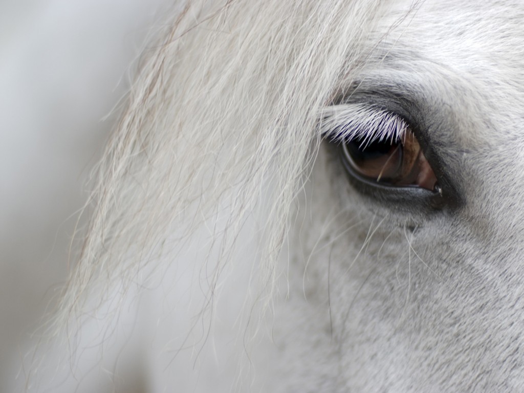 detail of white horse head with long eye lashes