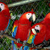 CARA BETERNAK BURUNG IMPORT | BURUNG MACAW DAN AFRICAN GREY 