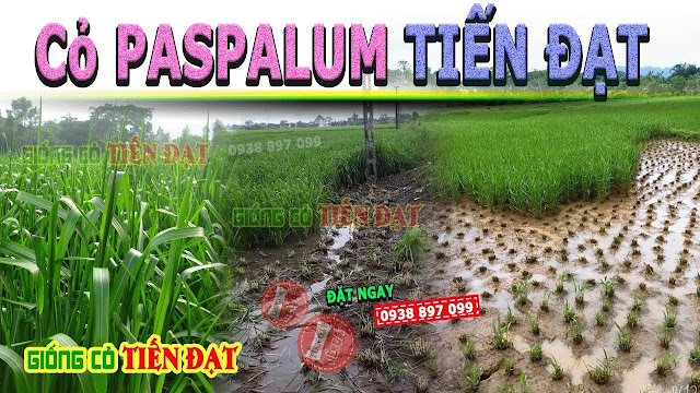 cỏ paspalum atratum cỏ chịu ngập úng