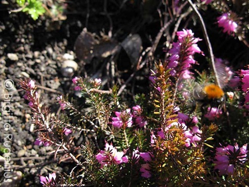 kryp_20110407_humla1
