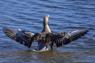 Wildlifefotografie Gefiederpflege Graugans Olaf Kerber