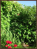 Birdhouse hidden by vines - photo by Shelley Banks