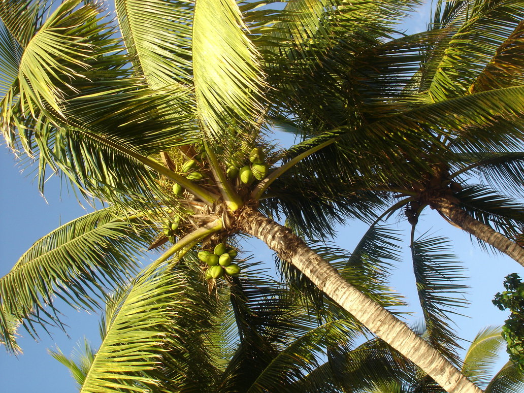  gambar  pohon kelapa Apick Aw0x z