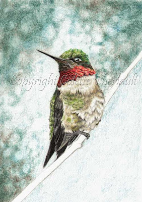 progress of a colored pencil drawing of ruby-throated hummingbird by Colette Theriault