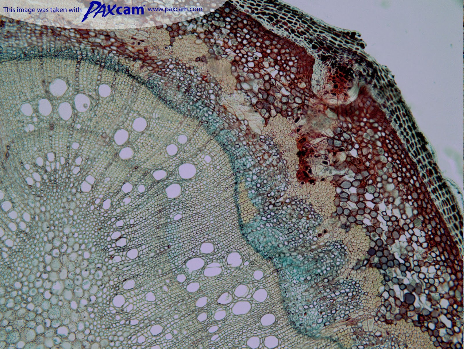  Gambar  Botani Farmasi Farid Gambar  Anatomi Batang Bunga  