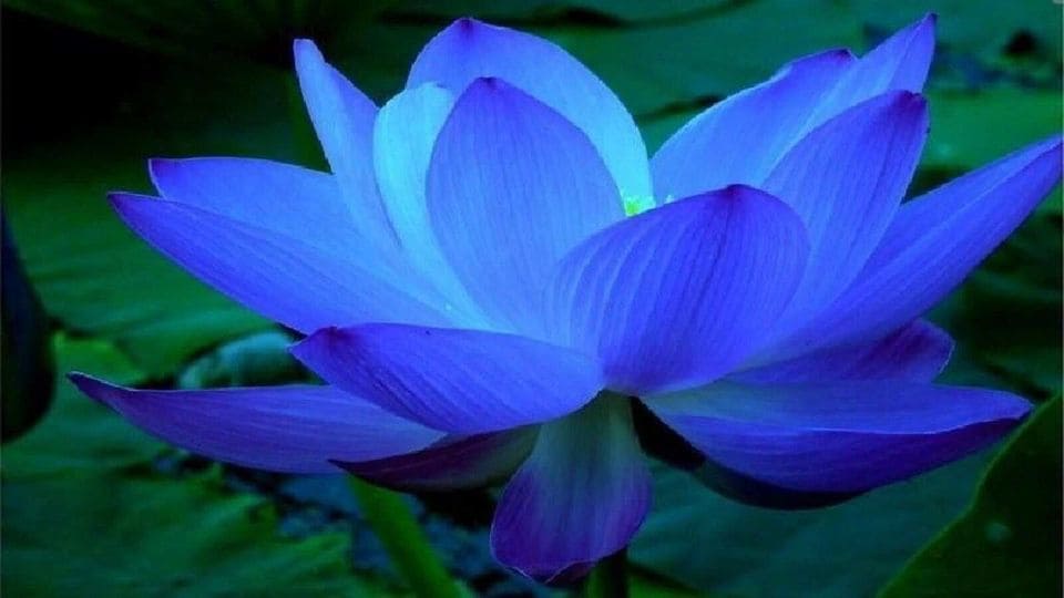 নীল পদ্ম ফুলের ছবি -পদ্ম ফুলের ছবি, পিকচার ডাউনলোড - Lotus flower NeotericIT.com
