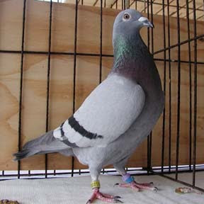 Van Loon - Racing Pigeon