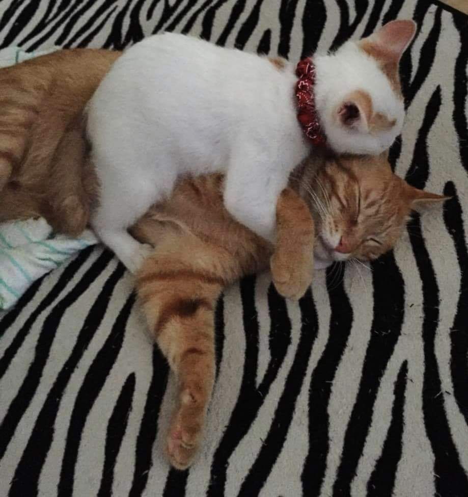 猫はかまってちゃん ブロッコリーの猫パンチ 猫はかまってちゃん ブロッコリーの猫パンチ
