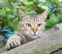 Cat trying to get inside.