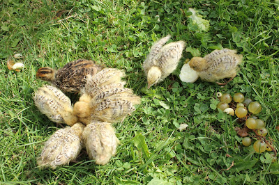 Golden Italian Speckled  Coturnix Quail