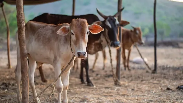 Jammu and Kashmir High Court's Ruling on Cow Smuggling, Religious Sentiments, and Public Order