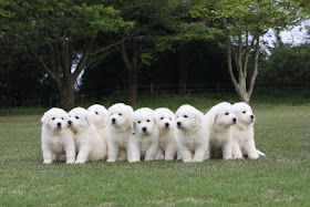 可愛いグレート・ピレニースの子犬