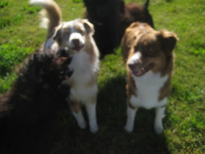 Australian Shepherd and Portuguese Water Dog