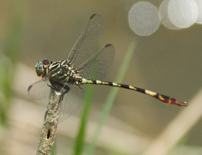 Broad-striped Forceptail (Aphylla angustifolia) male