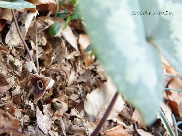 Asarum nipponicum