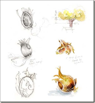 cobnuts bg