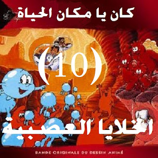 الحلقة - 10 - الخلايا العصبية