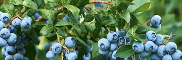 How To Grow Blueberry Plants