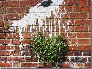 20120522 Cymbalaria & graffiti Hastings (44)