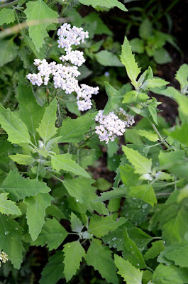 Bild von Meldeblättern und Schafgarbenblüten.