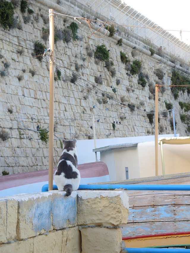 Malta: een vissersdorpje vol met katten