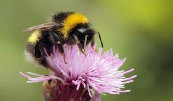حياة النحل - اين يعيش - ماذا يأكل - كيف ينتج العسل؟