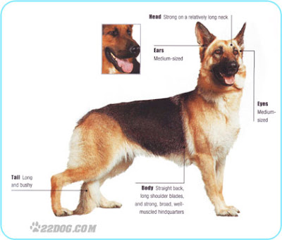 Female German Shepard Dog