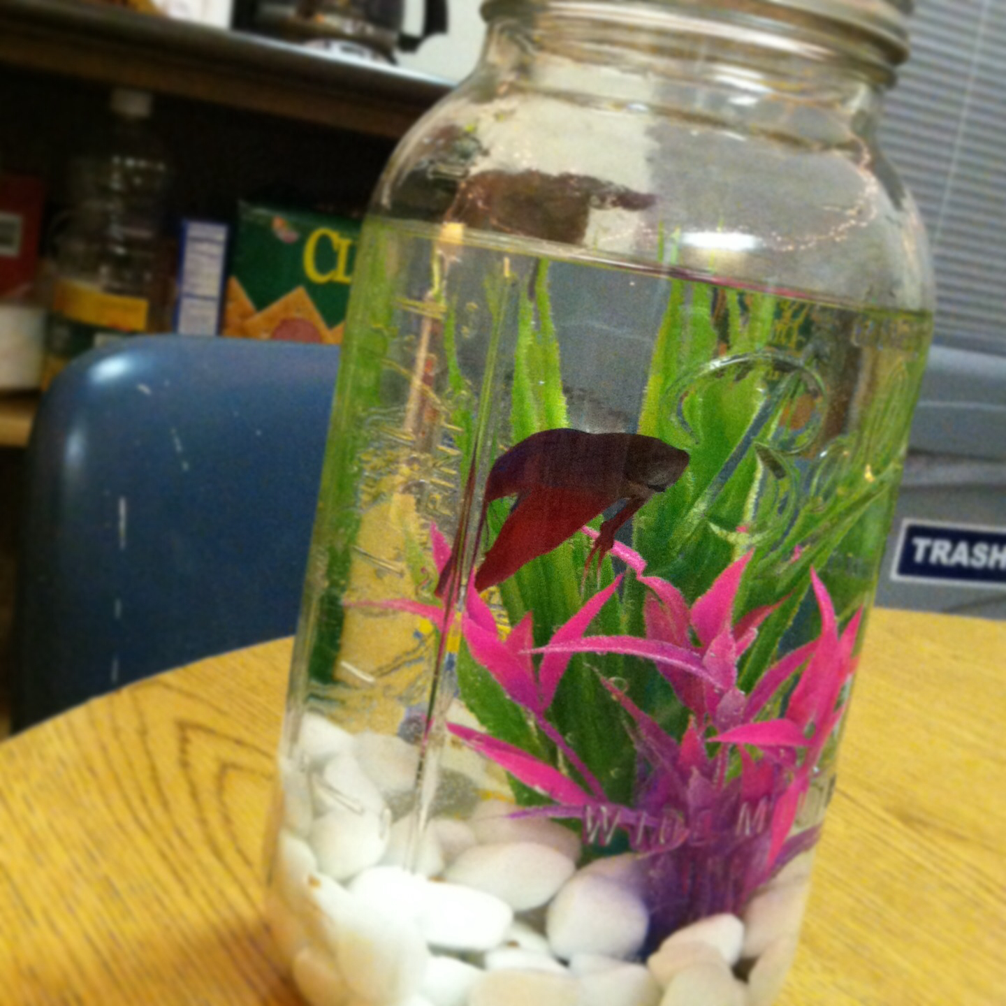 Cara Membuat Aquarium Mini Penghias Kamar Dengan Mudah Untuk Para Pemula Maulana Ngeblog