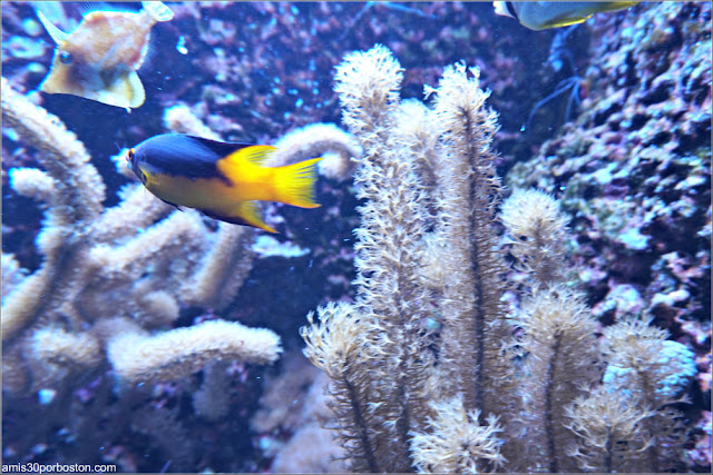 Peces del Caribbean Nearshore Reef en el Acuario de Boston