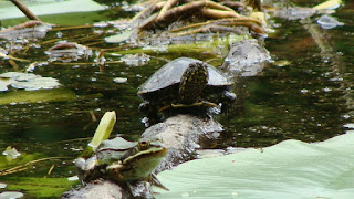 Emys orbicularis orbicularis DSC53051