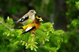 Beautifull Birds HD Desktop Wallpaper Photos