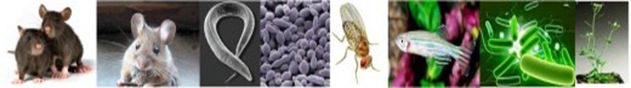 model organism
