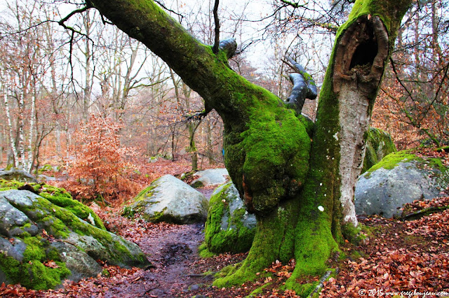 Hêtre Fourchu, sentier bleu, Gorges d'Apremont (C) 2015 Greg Clouzeau