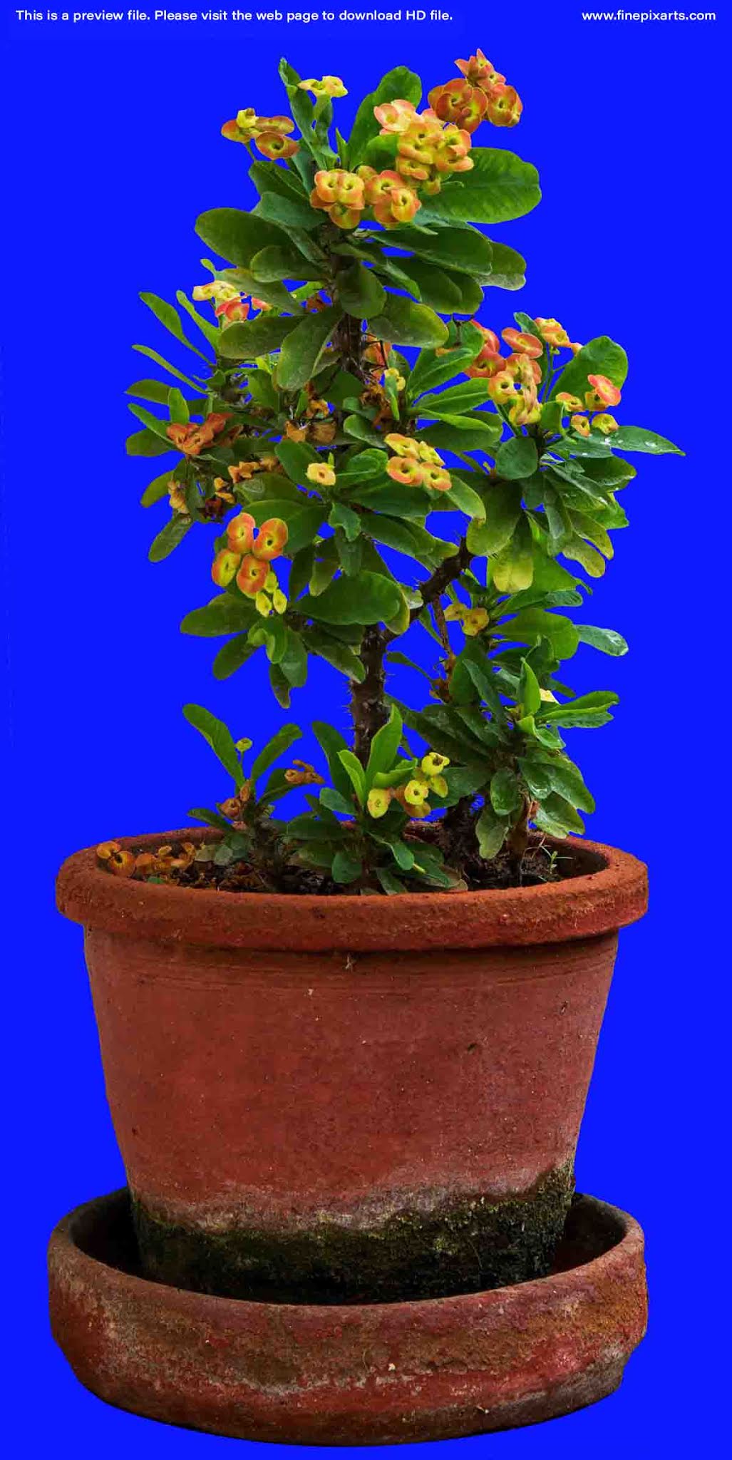 Euphorbia Milii garden plant 00001