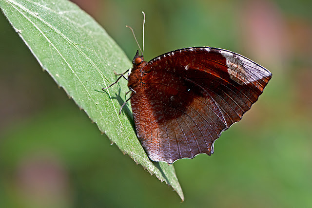 Elymnias hypermnestra the Common Palmfly