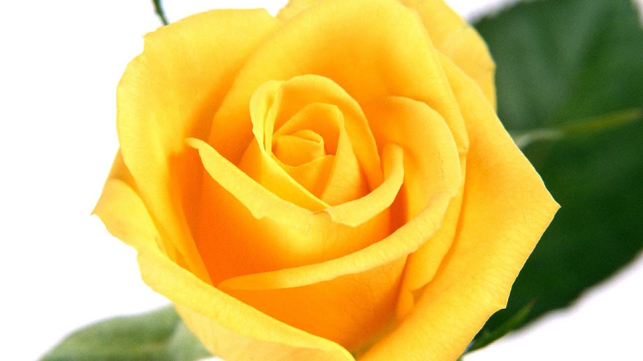 Rose - Yellow Rose Flowers