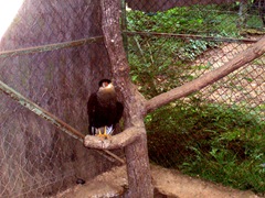 2009.05.22-022 caracara