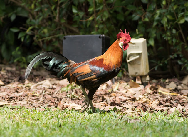 Red Junglefowl - Singapore Botanic Gardens