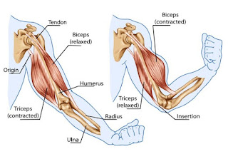 Artikel, Otot Triceps, Otot Triceps Adalah, Bagian Otot Triceps, Fungsi Otot Triceps, Latihan Menguatkan Otot Triceps,