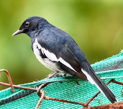 Oriental Magpie-Robin