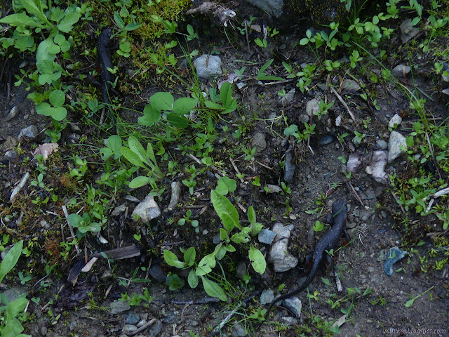 newts striding through the dirt and little plants