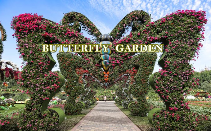 The Butterfly Park in Dubai Is a Cheering
